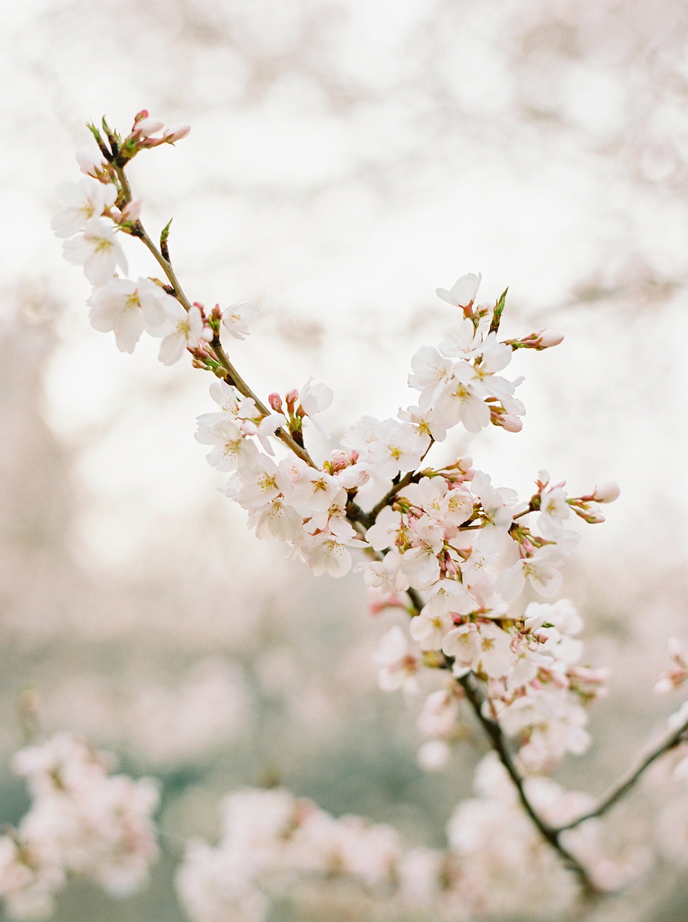 Petal story